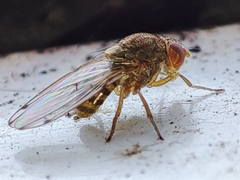 Gitona distigma