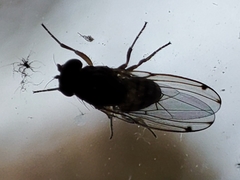 Gitona distigma