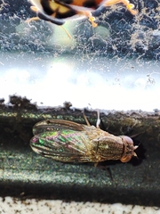Gitona distigma