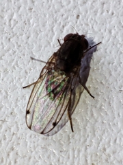 Gitona distigma