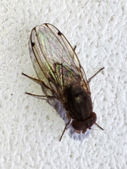 Gitona distigma