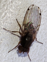 Gitona distigma