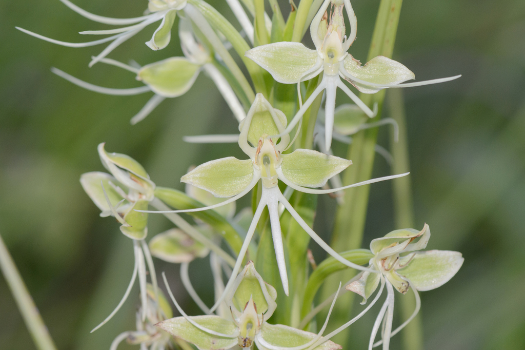 Habenaria melvillei