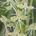 Habenaria melvillei - Photo (c) Morten Ross, some rights reserved (CC BY-NC), uploaded by Morten Ross