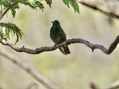 Saucerottia beryllina