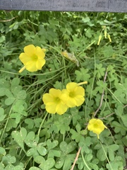 Oxalis pes-caprae