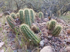 Echinocereus