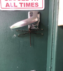 Telephlebia godeffroyi