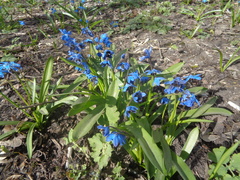 Antherospora scillae