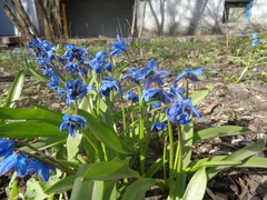 Antherospora scillae