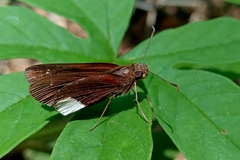 Cobalus virbius