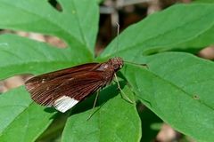 Cobalus virbius