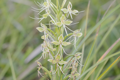 Habenaria melvillei