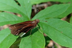 Cobalus virbius