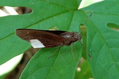 Cobalus virbius