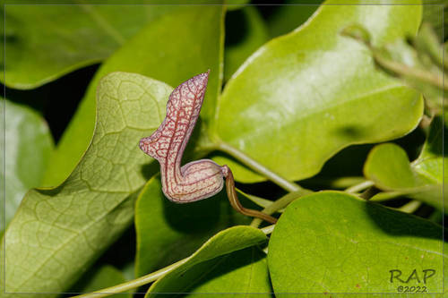 Aristolochia triangularis, photograph 1