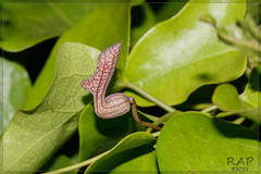 Aristolochia triangularis, photograph RAP, CC BY, iNaturalist via GBIF