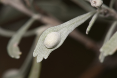 Rhopalomyia tumidibulla