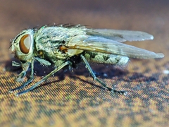 Pollenia rudis