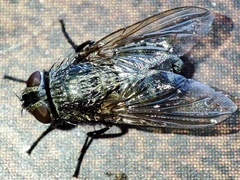Pollenia rudis