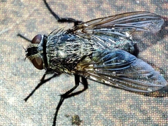 Pollenia rudis