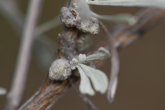 Rhopalomyia nucula