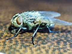 Pollenia rudis