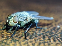 Pollenia rudis