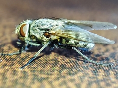 Pollenia rudis