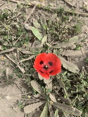 Papaver