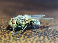 Pollenia rudis