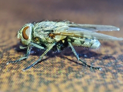 Pollenia rudis