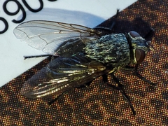 Pollenia rudis