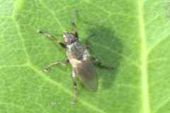 Coelopa