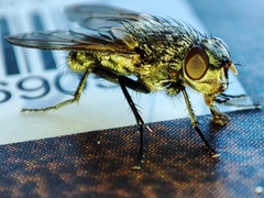 Pollenia rudis