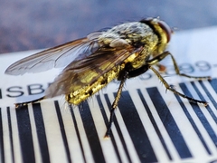 Pollenia rudis