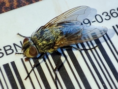 Pollenia rudis