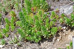 Petrosedum sediforme
