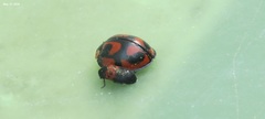 Dermestes vorax