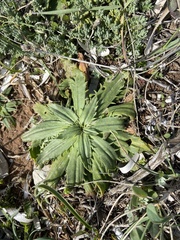 Plantago serraria