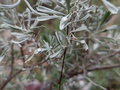 Rhopalomyia tumidibulla