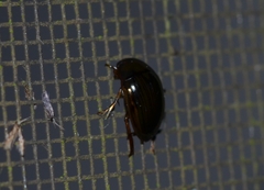 Tropisternus collaris viridis