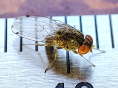 Gitona distigma