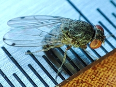 Gitona distigma