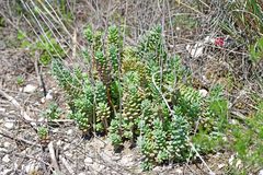Petrosedum sediforme