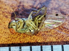 Gitona distigma