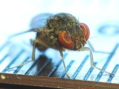 Gitona distigma