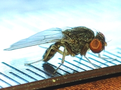 Gitona distigma