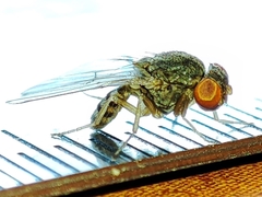 Gitona distigma