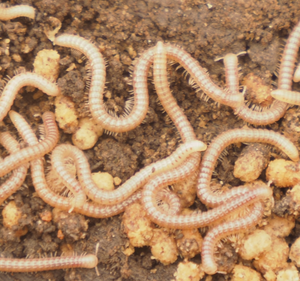 Amber Ridged Millipede